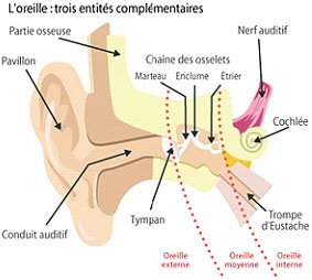 L'oreille : trois entités complémentaires